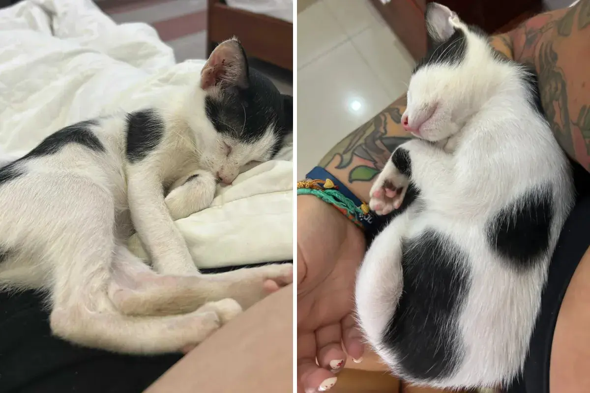 Stray Cat Found by Dumpster in Vietnam-Then Tourist Decides To Save Him