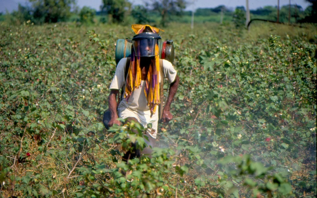 Pesticides in the wind: How cotton sprays are polluting India’s rural skies