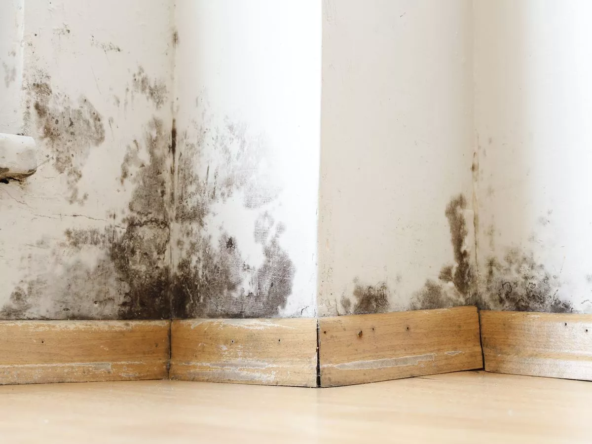 A quarter of UK adults report living in damp mouldy homes, study shows