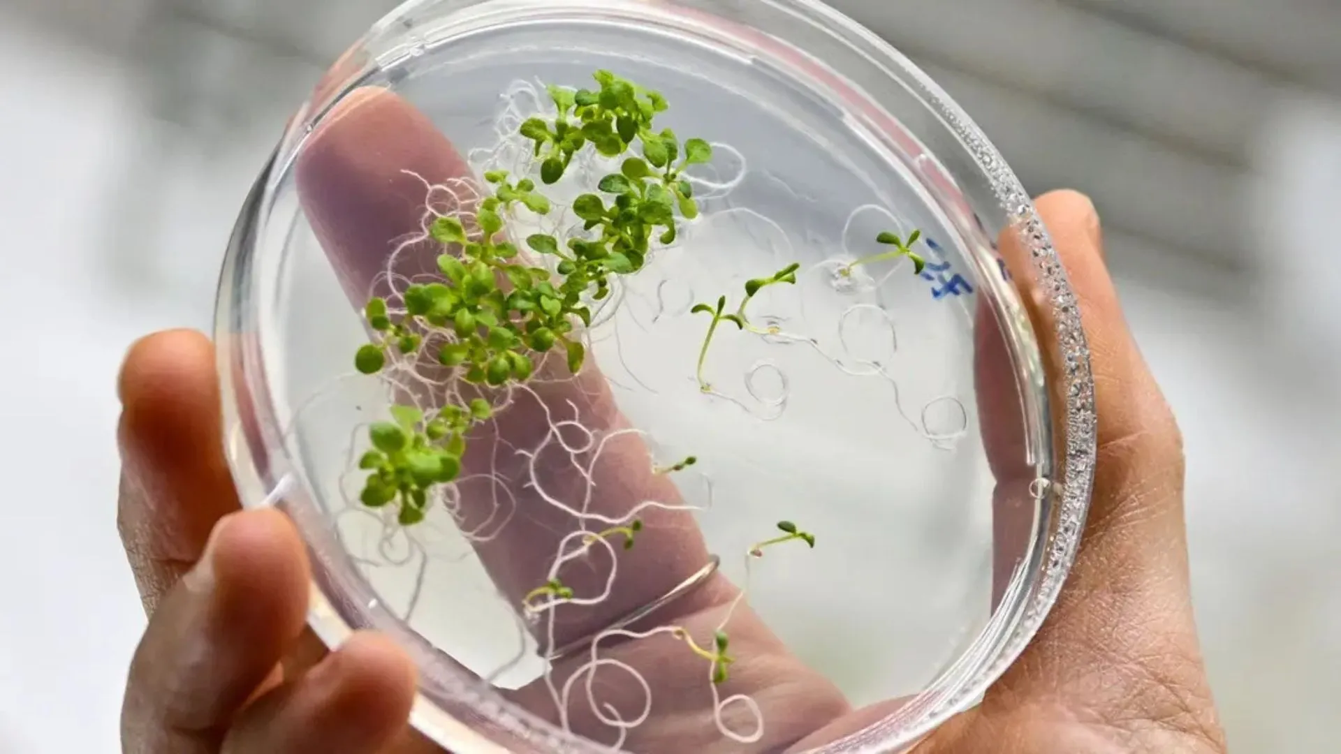 New method lets plants grow themselves, skipping tissue culture