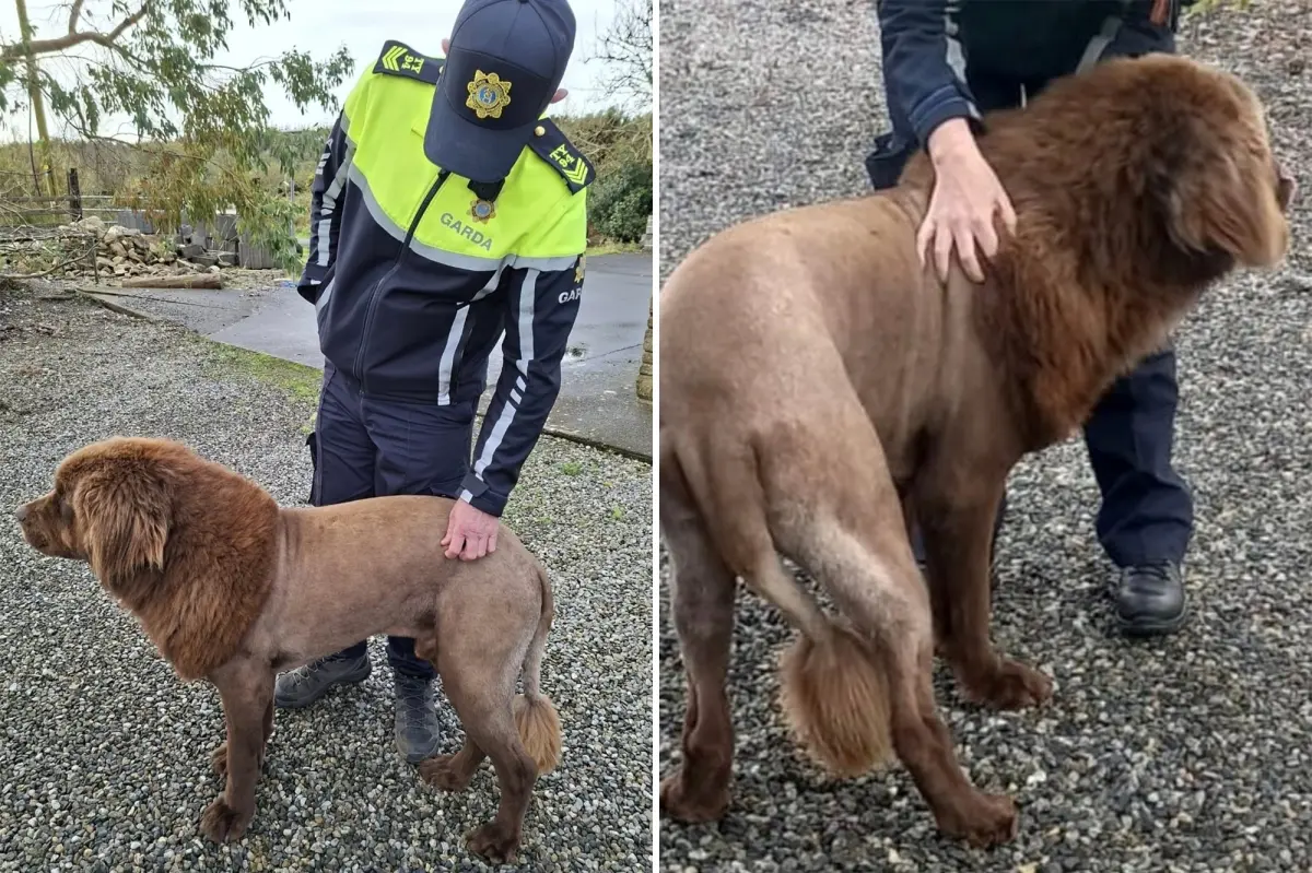 Lone 'lion' seen roaming in Ireland, sparking police probe, was actually dog sporting 'fresh haircut': police