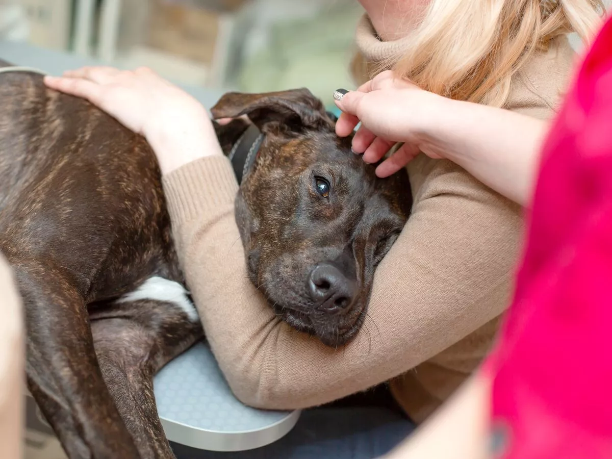 Dog owners urged to look out for key warning signs as contagious infection cases rise