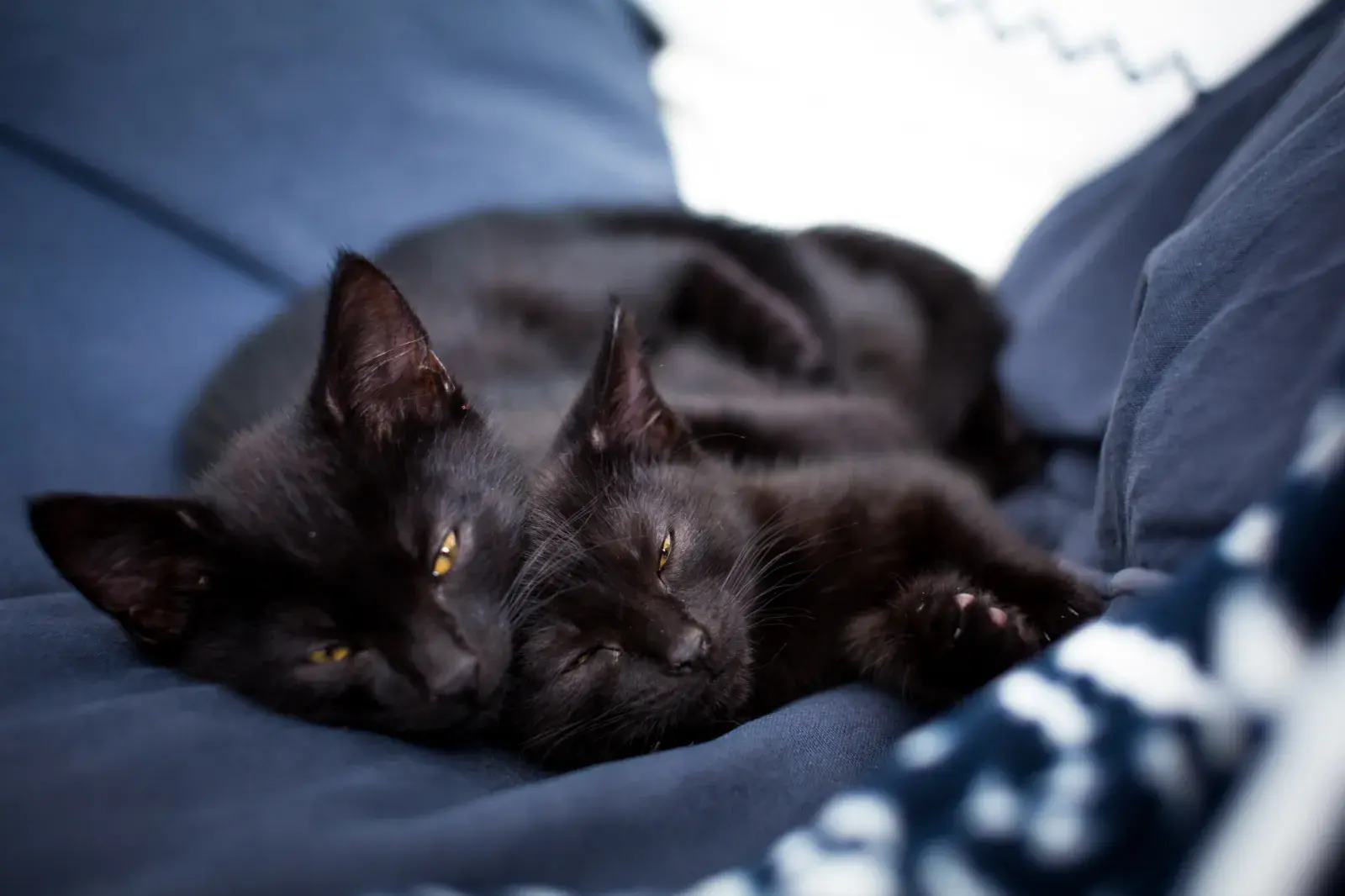 Void Owner Adopts Lookalike Kitten—the Bond With Her Cat Stuns Everyone