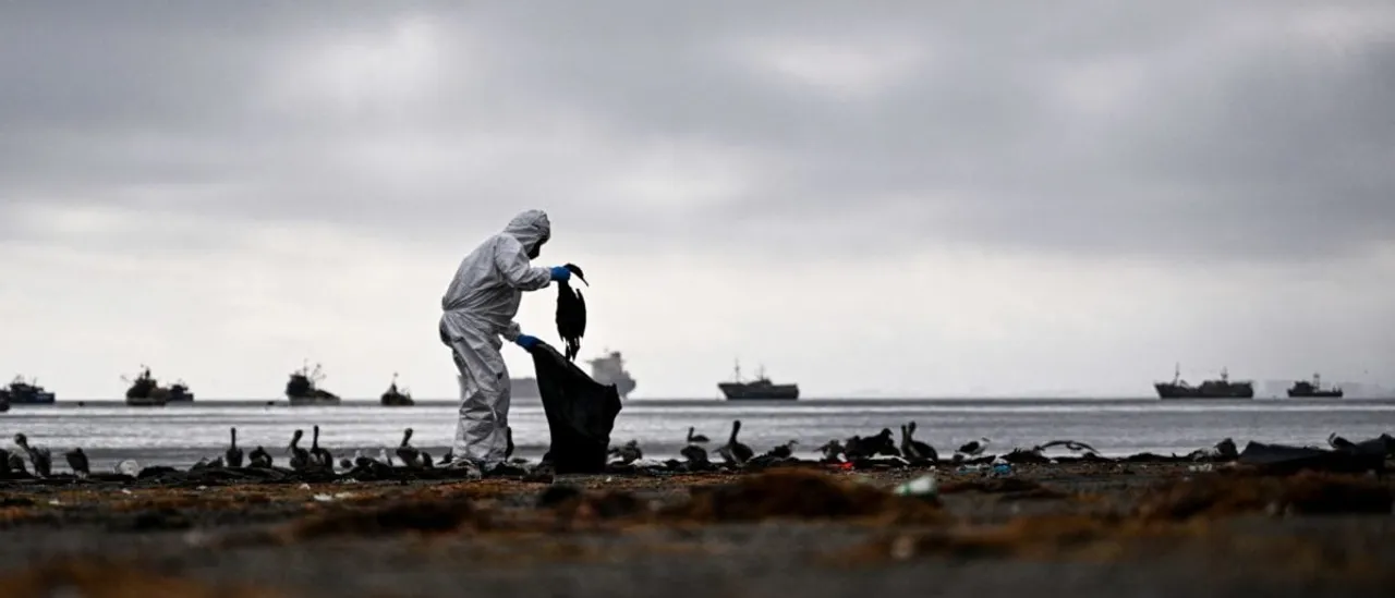 ‘Something Is Wrong’: Cincinnati Professor Says 50 Birds Died In One Day On Campus, Calls For Investigation