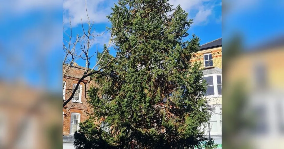 Christmas tree delivered to Cambridgeshire town ‘half dying’ slammed as ‘absolute disgrace’
