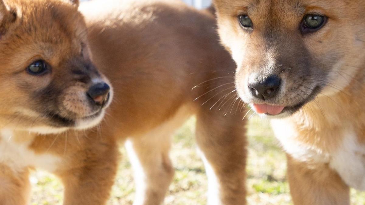 ‘Dingoes are not dogs’: Queensland could soon allow dingoes as pets under new biosecurity rules