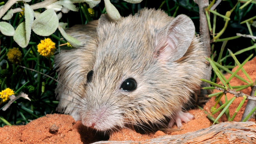 This tiny native mouse is legally considered both dead and alive