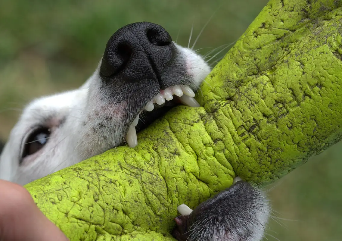 Six-year-old boy attacked by stray dogs in Bajpe, suffers serious injuries