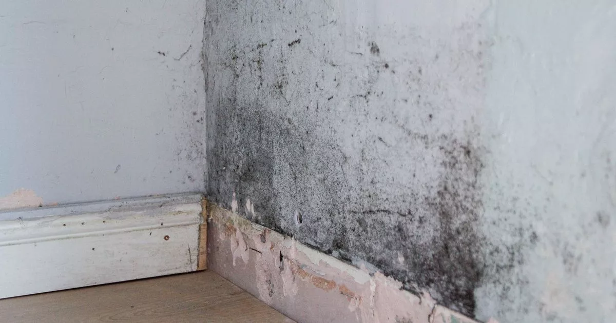 Quarter of UK adults live in damp and mouldy homes as health fears grow