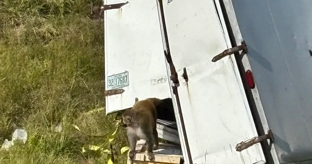 Monkeys who escaped after truck overturned have been killed, 1 still missing