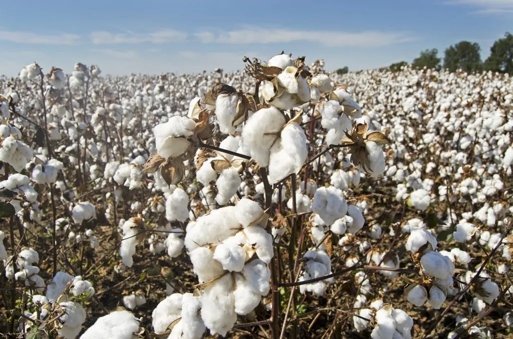 Parly seeks cotton industry revival
