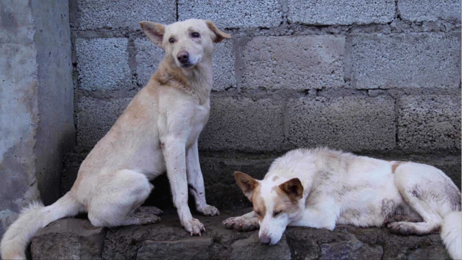 Supreme Court Orders Removal Of Stray Dogs From Bus Stands, Railway Stations; Mandates Fencing