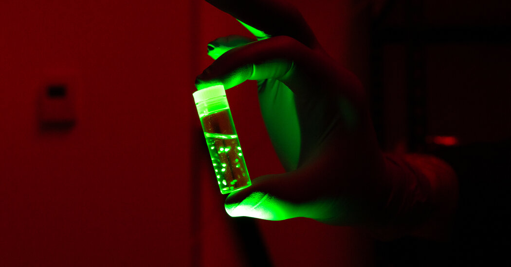 What Scientists Are Learning From Brain Organoids