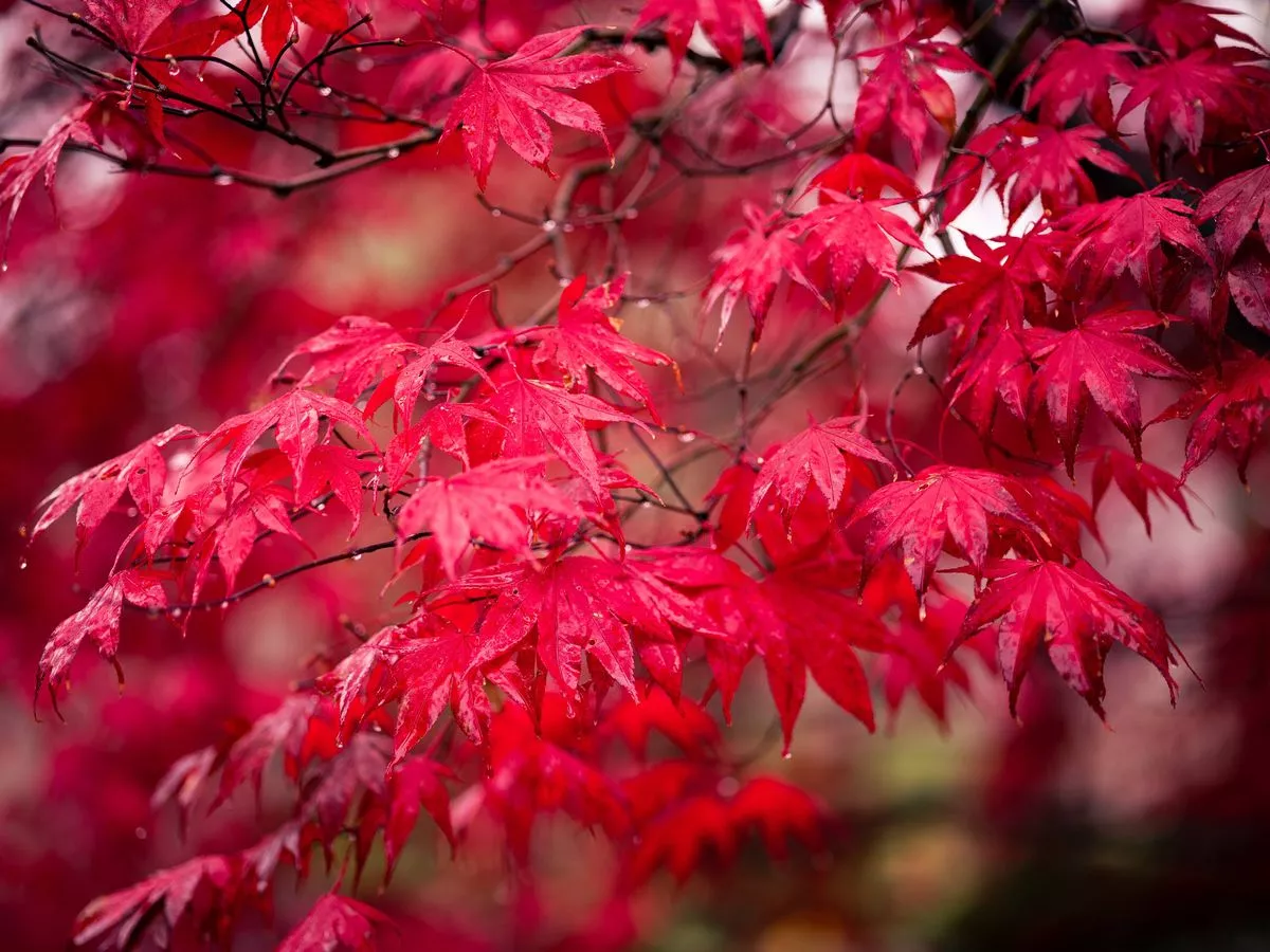 Japanese maples look 'more beautiful' when pruned at 1 time of the year