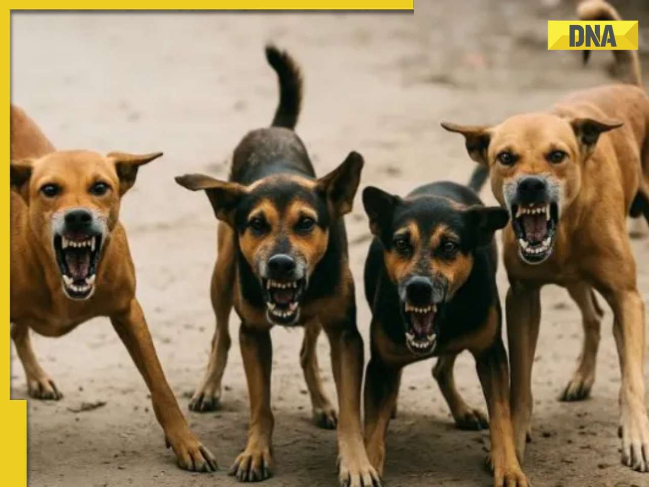 SC orders removal of stray dogs: Check full list of places and what the top court said