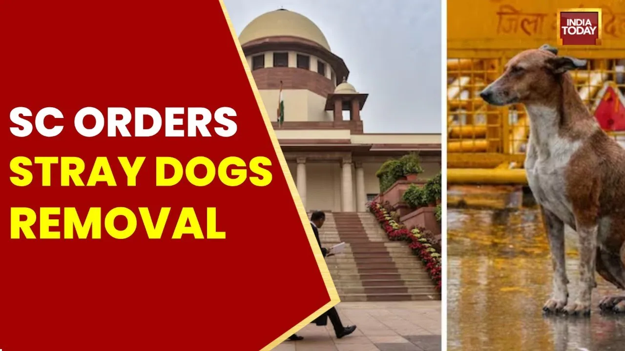 Supreme Court Orders Removal of Stray Dogs from Schools, Hospitals, and Transport Hubs
