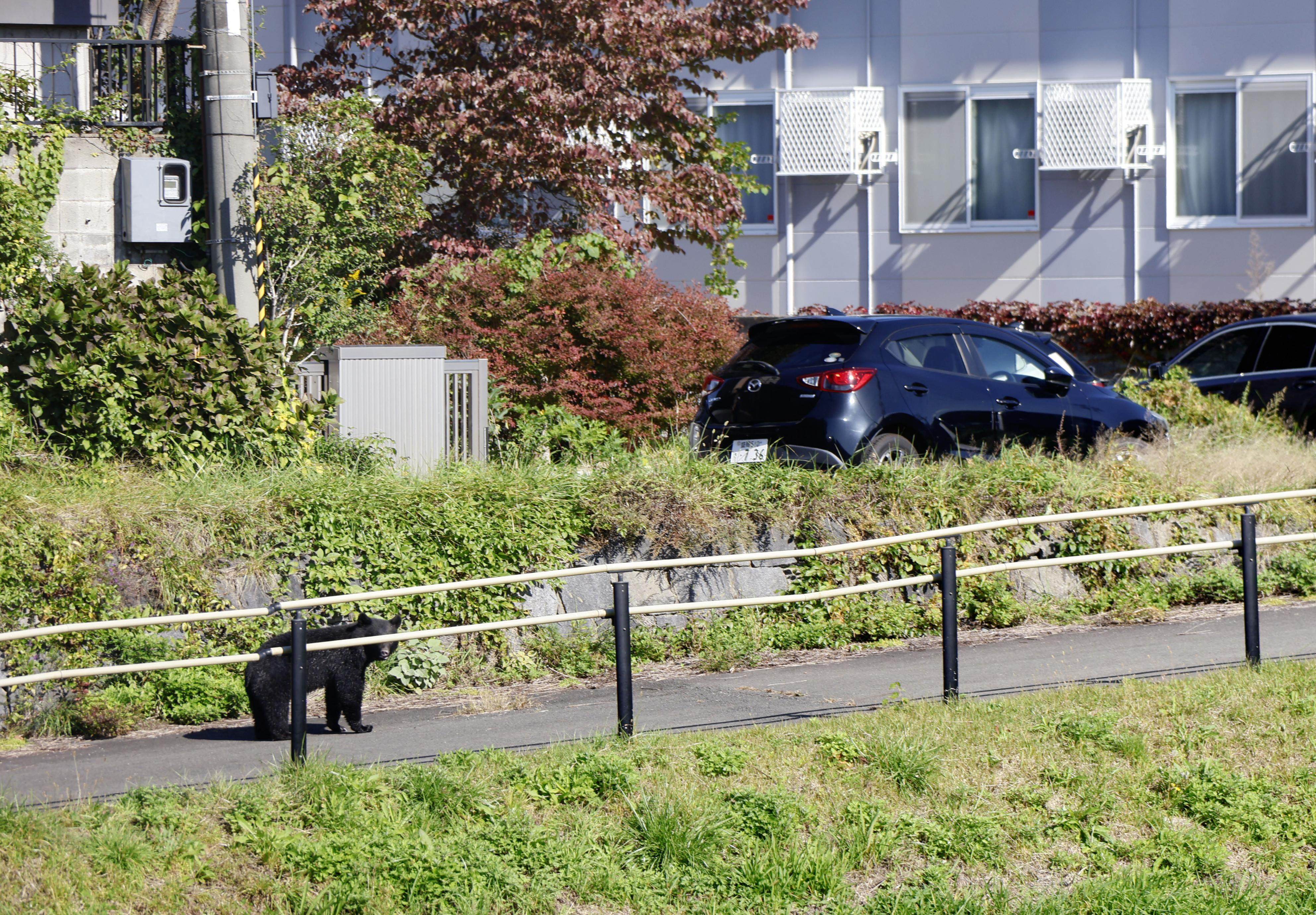 ‘I’m scared’: military joins fight to combat bear attacks in northern Japan