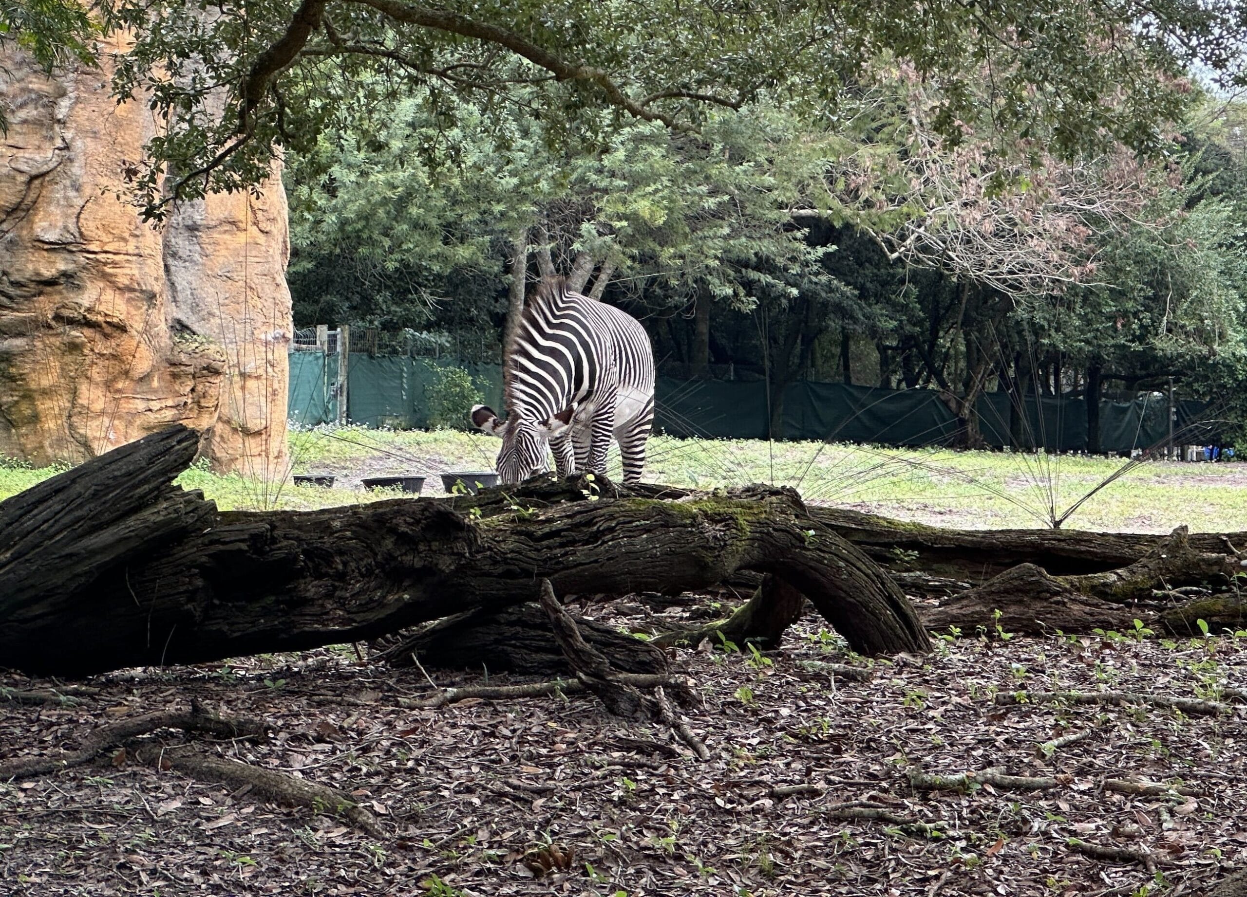 New Zebra Debuts at Disney’s Animal Kingdom