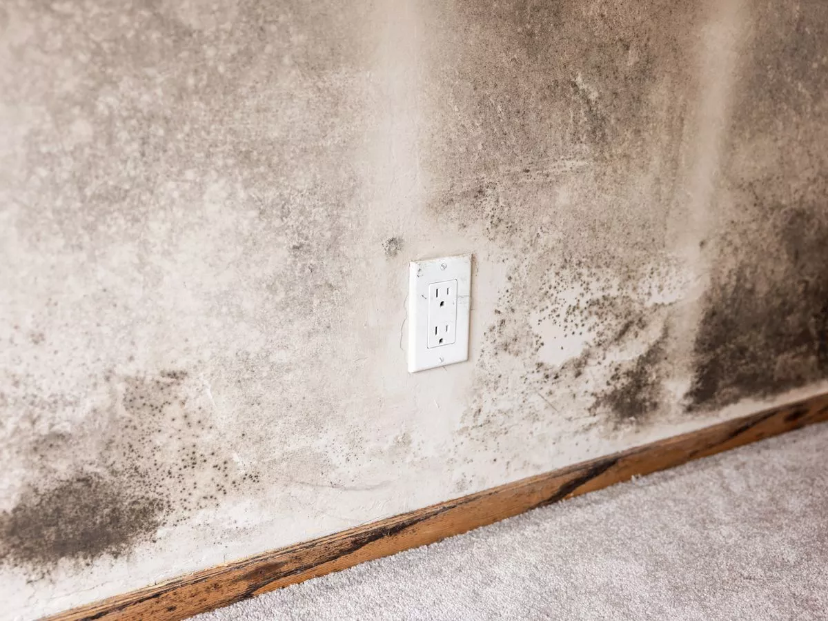 Government urged to take action as 1 in 4 Brits living in damp and mouldy homes
