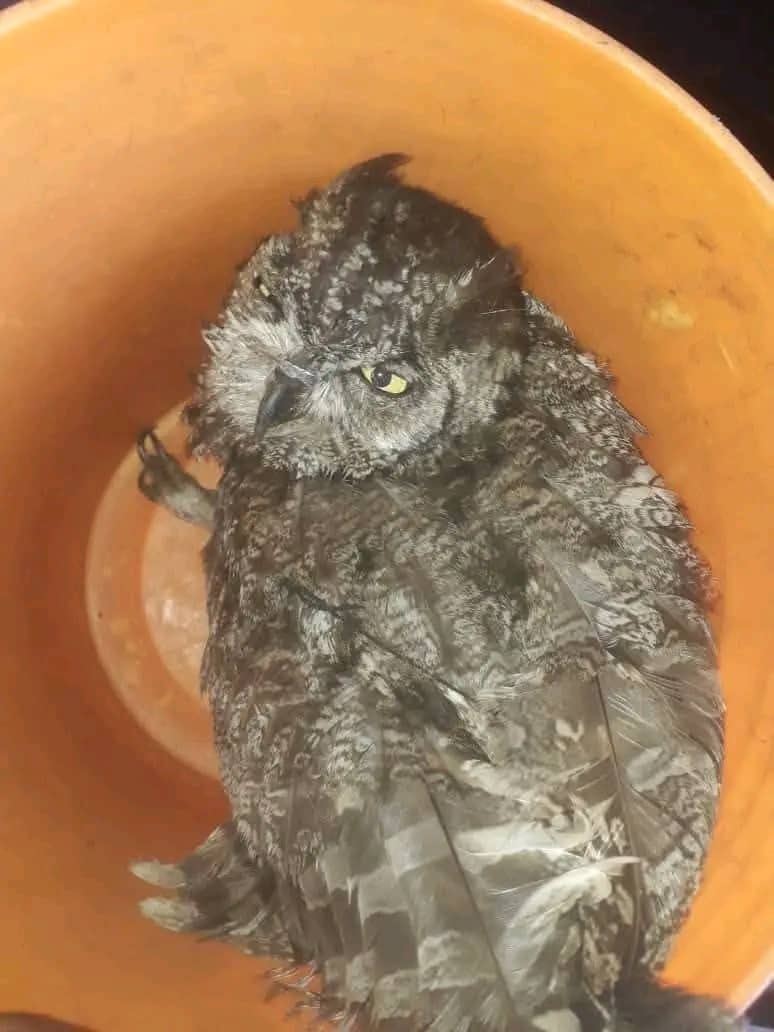 Nkhotakota Horror-Comedy: The Owl That Wrote Love Letters and Escaped Police Custody