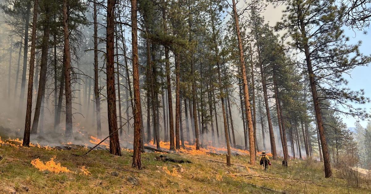 Forest Service goes 'full suppression' on wildfires