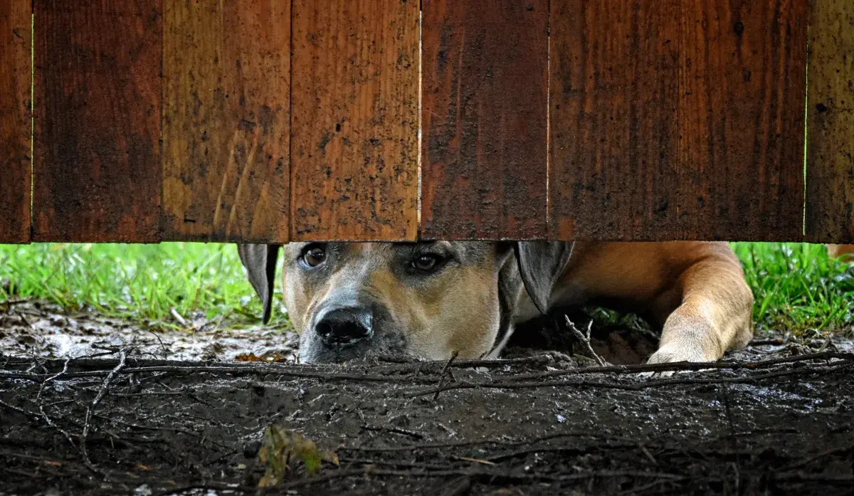 Woman Gets Guardian Dog for Livestock-Reaction to Predator Goes Viral