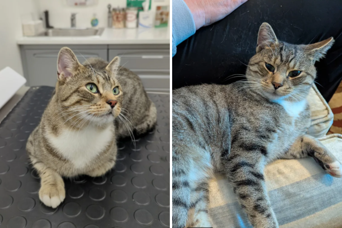 Family Still Grieving Cat-Then Sees What Walks Through the Door