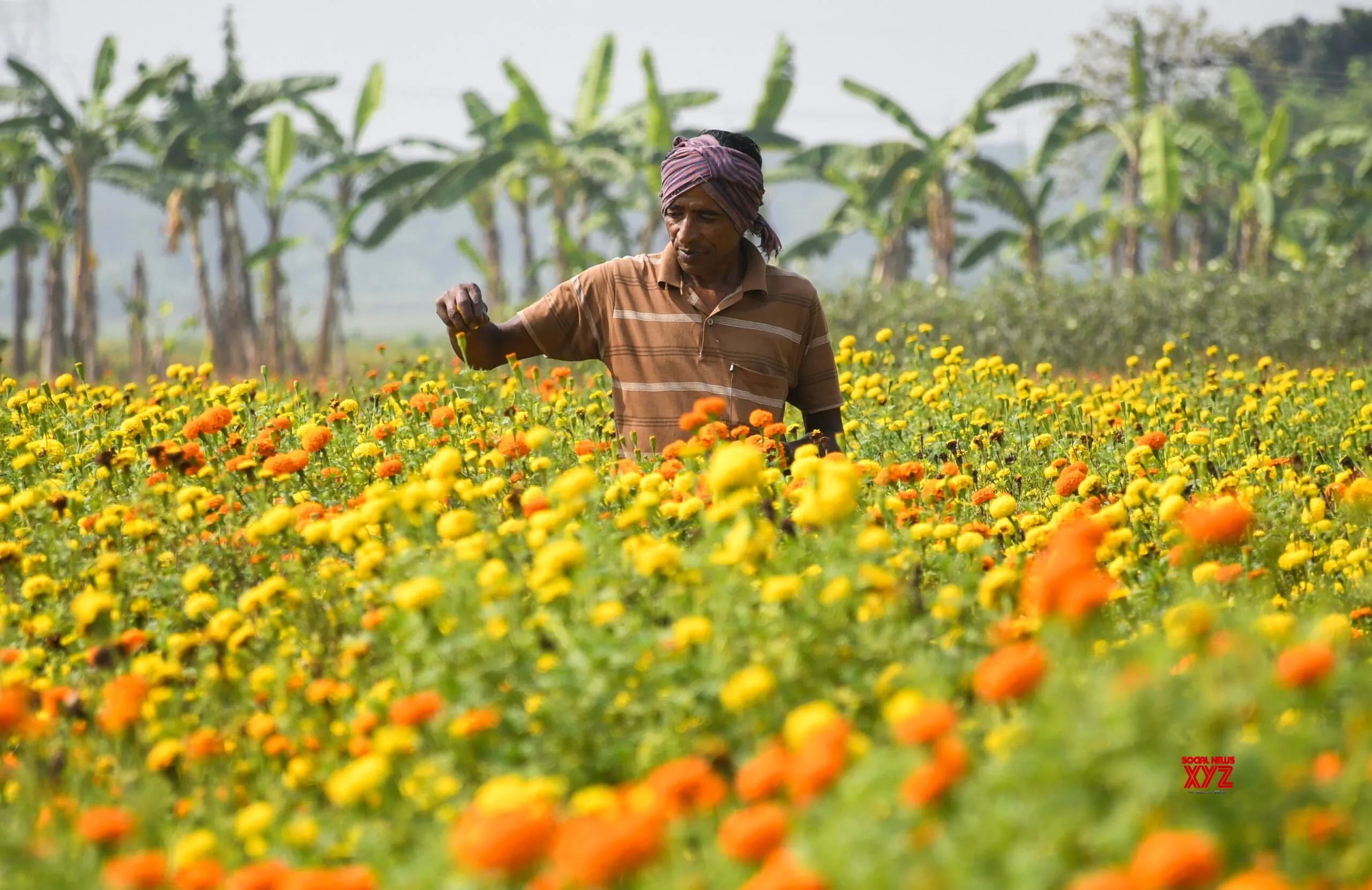 Nadia: Farmer plucks marigold flower #Gallery
