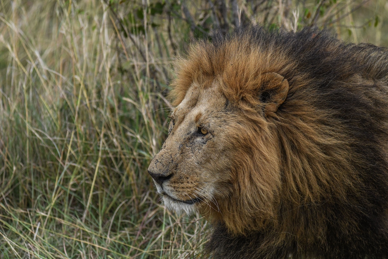 Wildlife park euthanizes 2 lions amid financial issues, future of 5 more uncertain