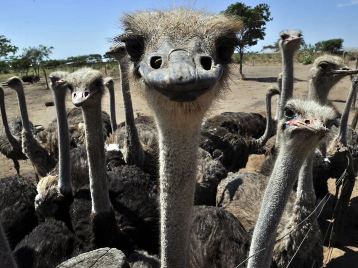 Hundreds of ostriches face cull in Canada after Supreme Court decision