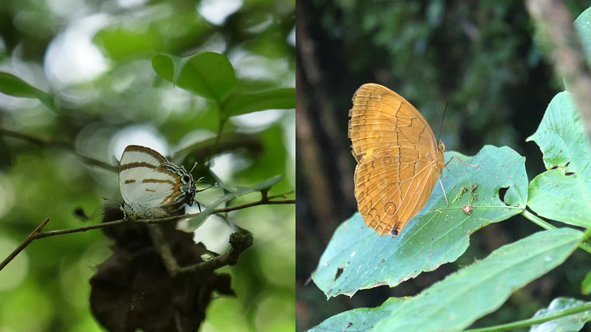 A bridge of wings: Discovery of 6 butterfly species link Tibet and India across the Brahmaputra