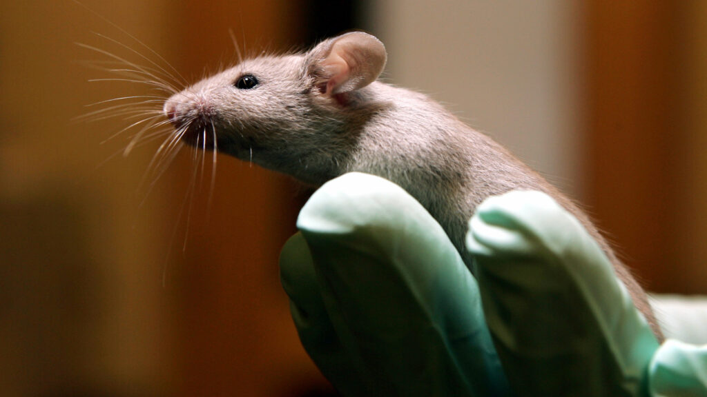 New technologies should complement, not replace, lab animals
