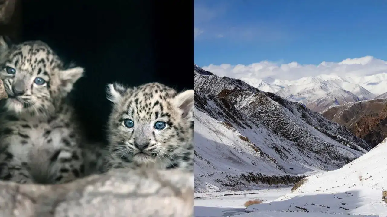 Tracking The Ghost Cat In Ladakh: Your Winter Travel Guide To Hemis National Park