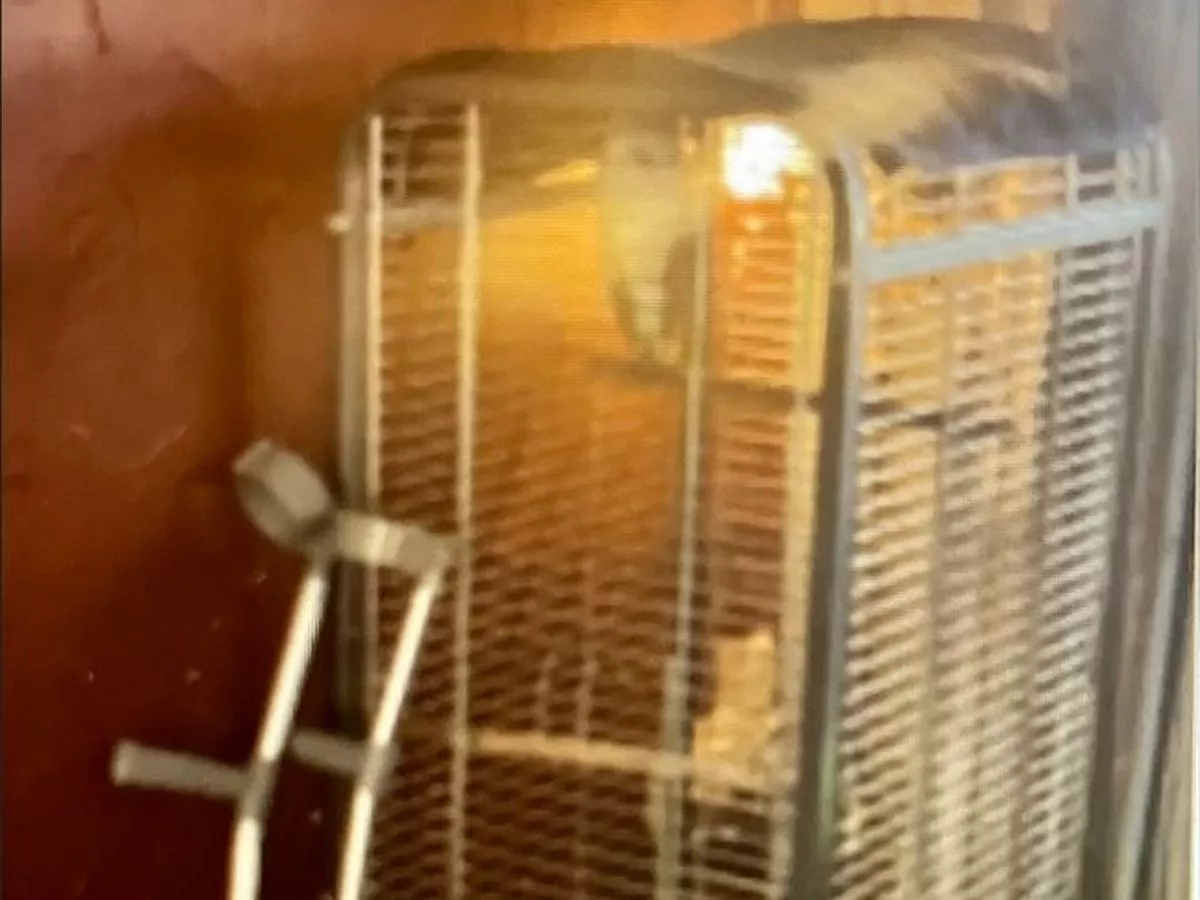 Woman kept 'beautiful' barn owl in cramped parrot cage next to TV