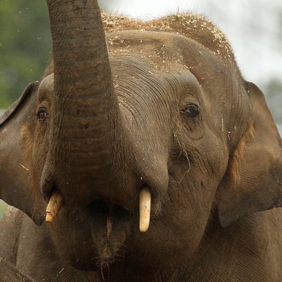 Dublin Zoo ‘vehemently disputes’ allegations of sexual harassment of workers and mistreatment leading to deaths of animals
