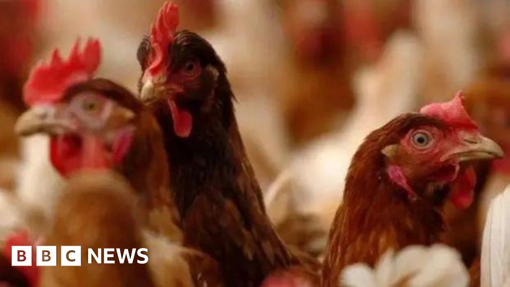 Bird flu virus spreading in UK could be worst yet, expert warns farmers