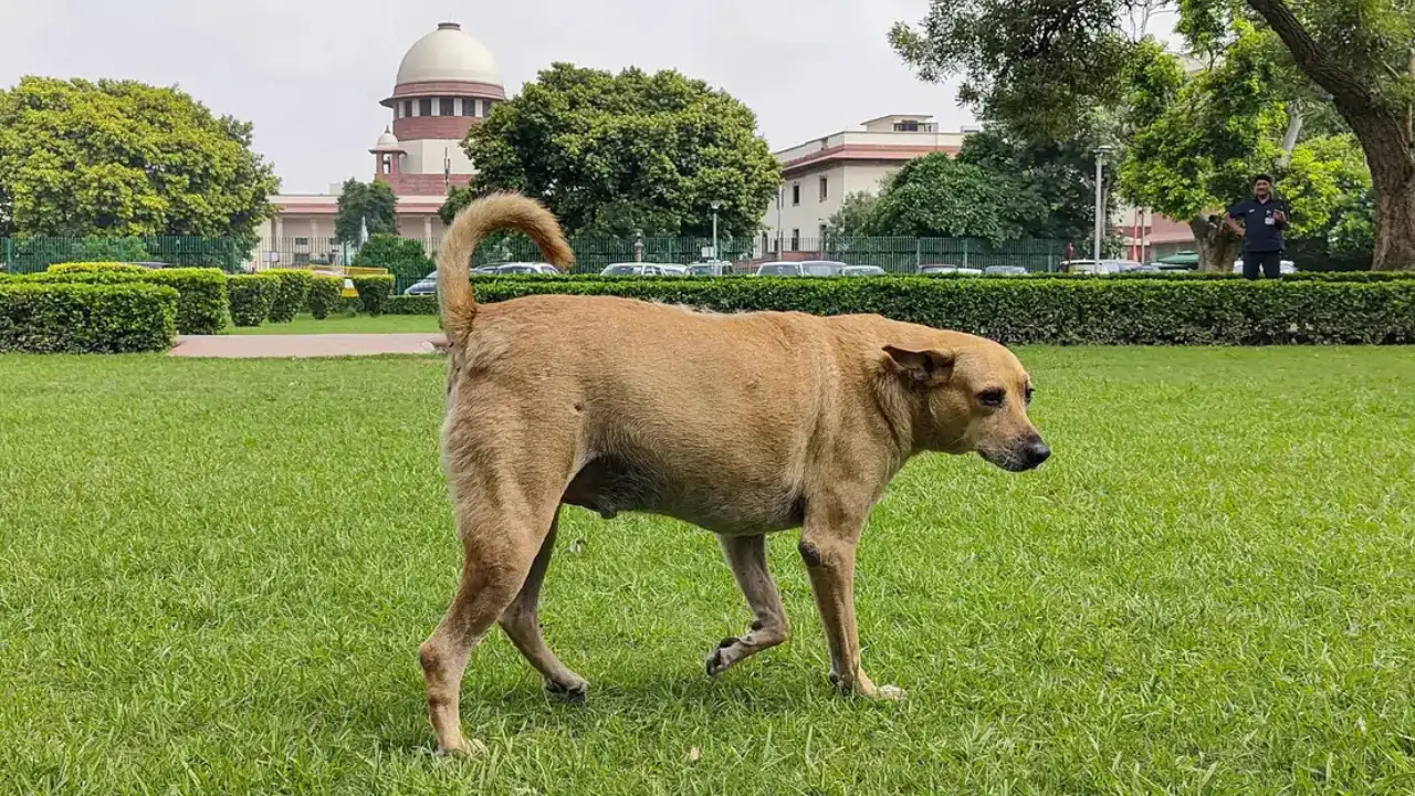 SC Orders Removal of Stray Dogs From Education Centres, Hospitals, Railway Stations; Orders Fencing Of Institutions