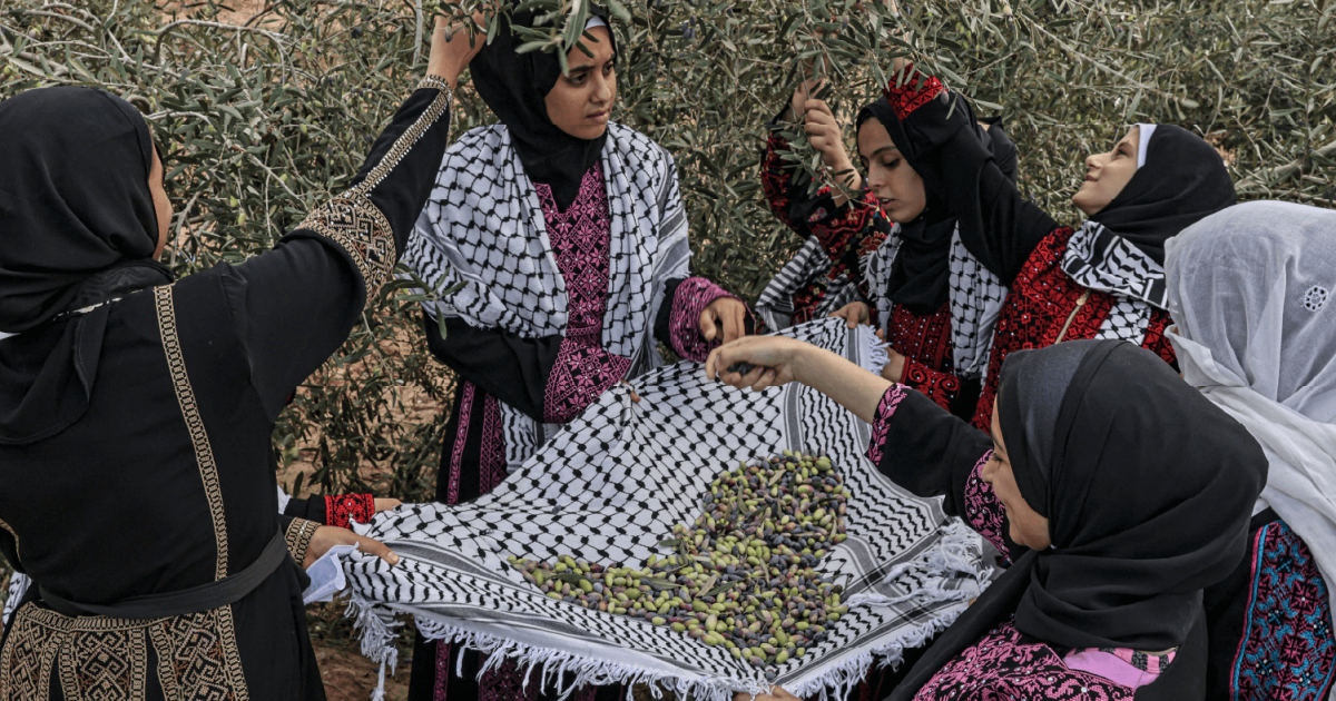 Palestine’s olives: A visual guide to the annual harvest and traditions