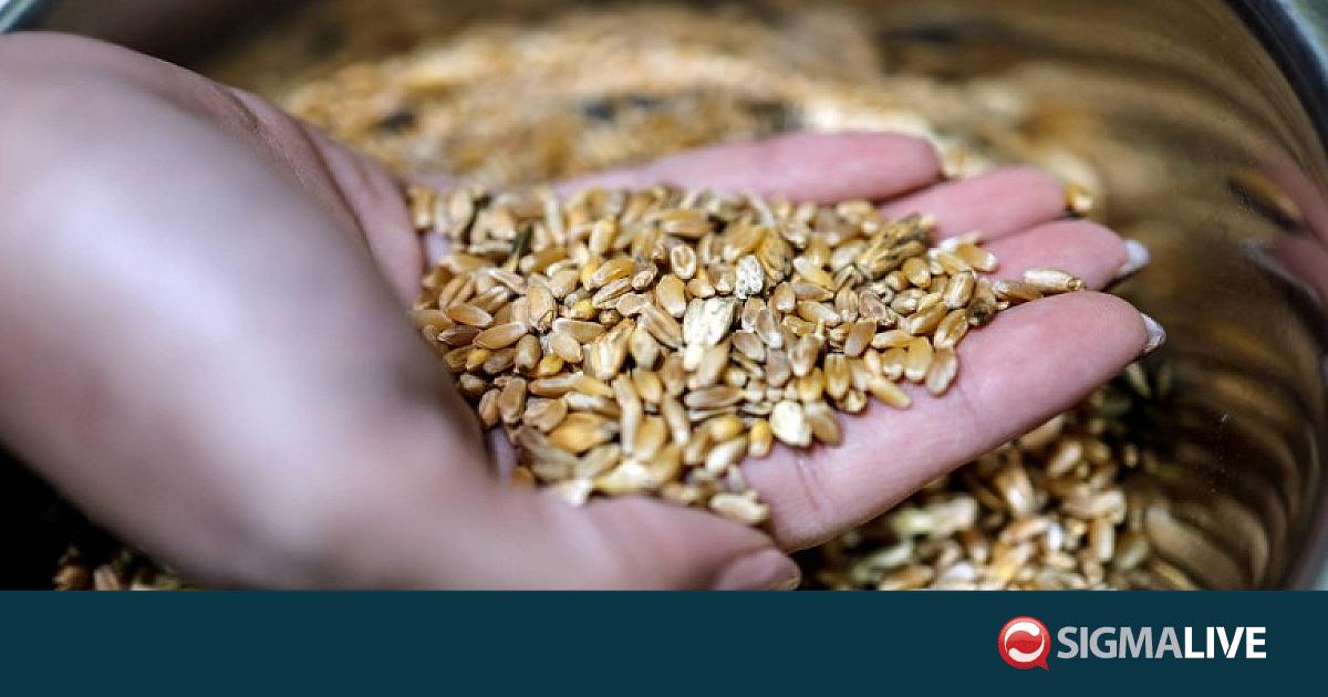 «Υπάρχει παγκόσμια εξάρτηση από Ισραηλινούς σπόρους;» - Η θέση Τουρκίας