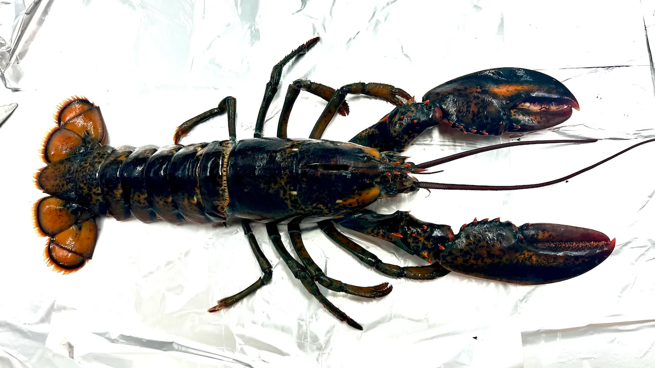 New N.S. study finds microplastics in edible portions of lobster tails