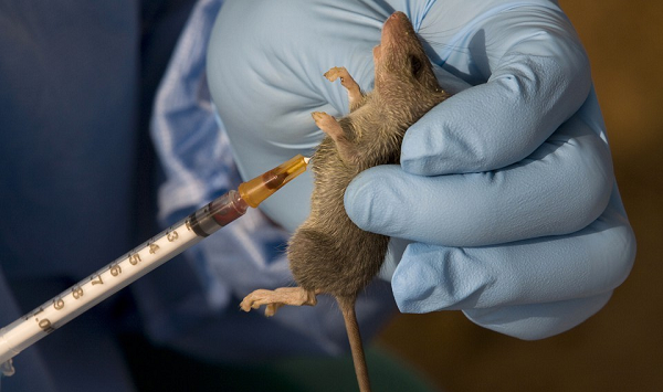 First human trial shows promising results for lassa fever vaccine