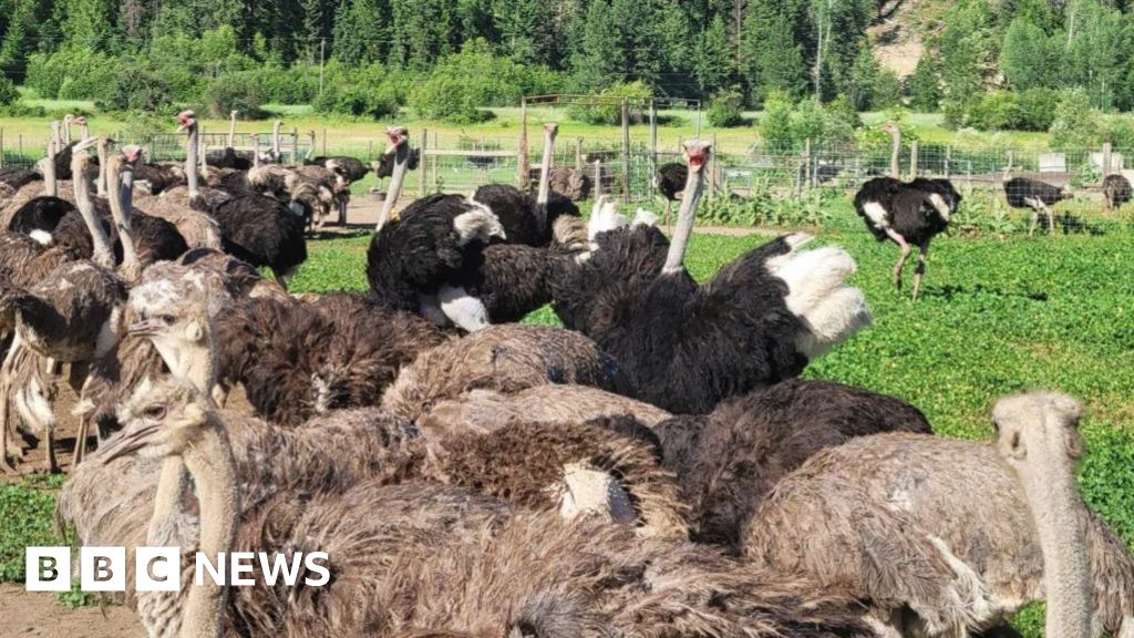 Appeal to stop ostrich cull dismissed by Canada's top court