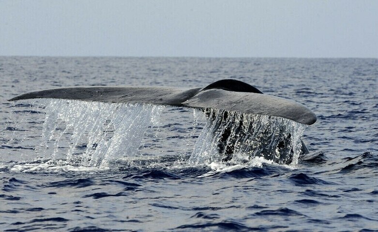 Whales spotted near Gwadar