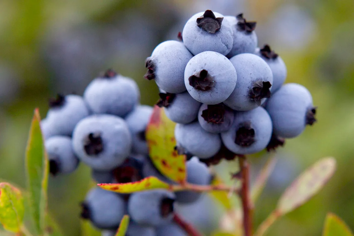 Maine blueberry growers seek emergency funds