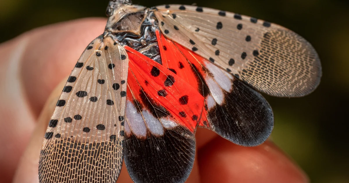 Spotted lanternfly, an invasive species, confirmed in Michigan's Jackson County