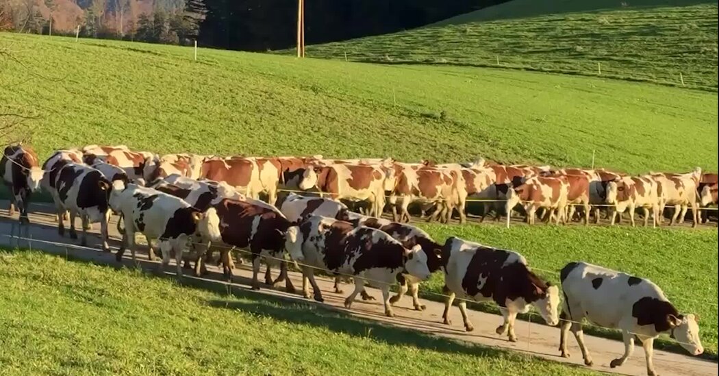 Trump’s Tariffs Leave Swiss Farmers With Too Much Milk