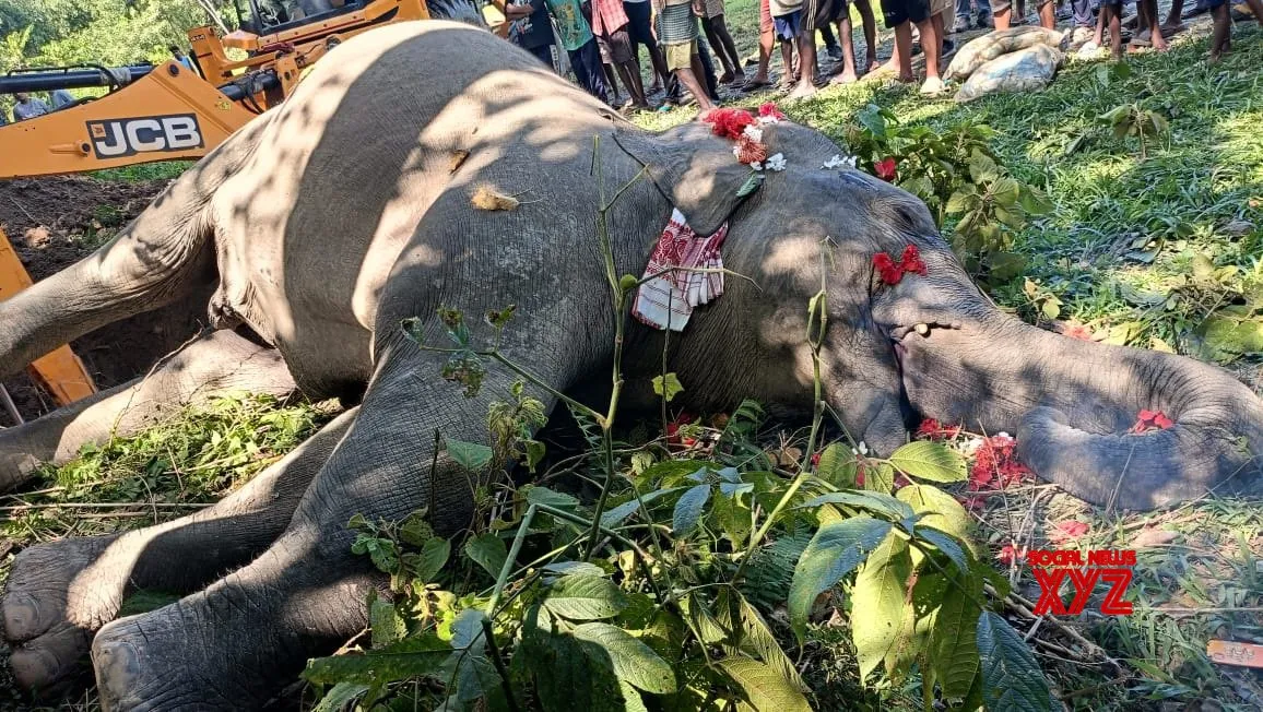Nagaon: Wild Elephant Found Dead in Assam #Gallery