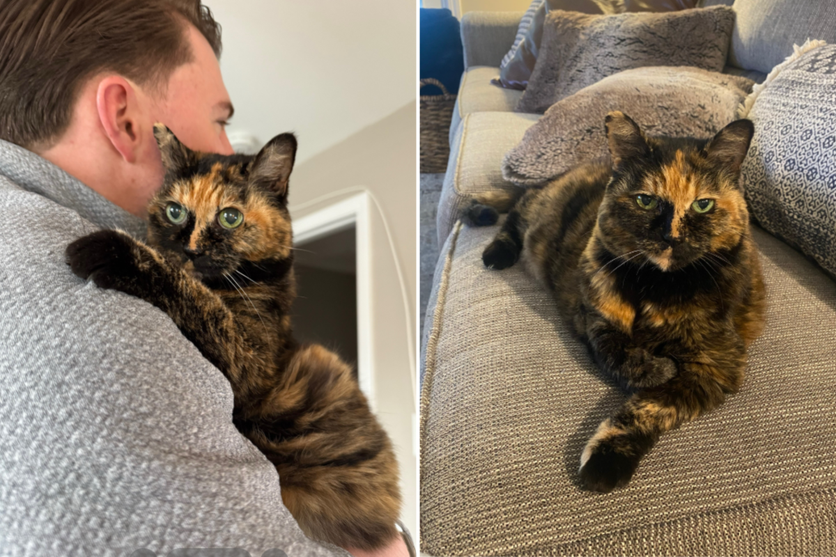 Couple See Two Senior Cats at Shelter-Have Important Decision To Make