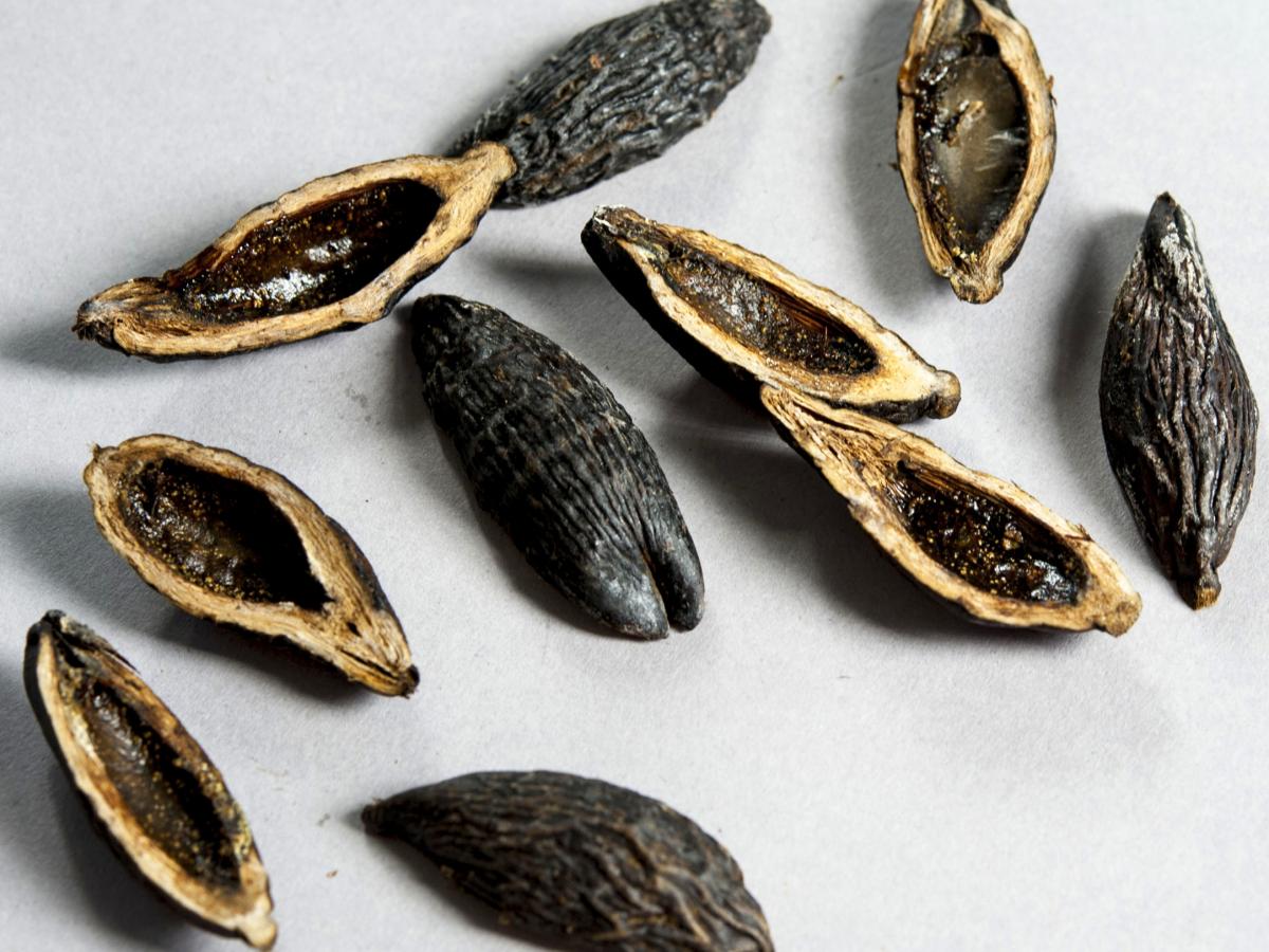 Russian Teenagers Addicted to Drug-Like Asian Nut That Causes Mouth Cancer