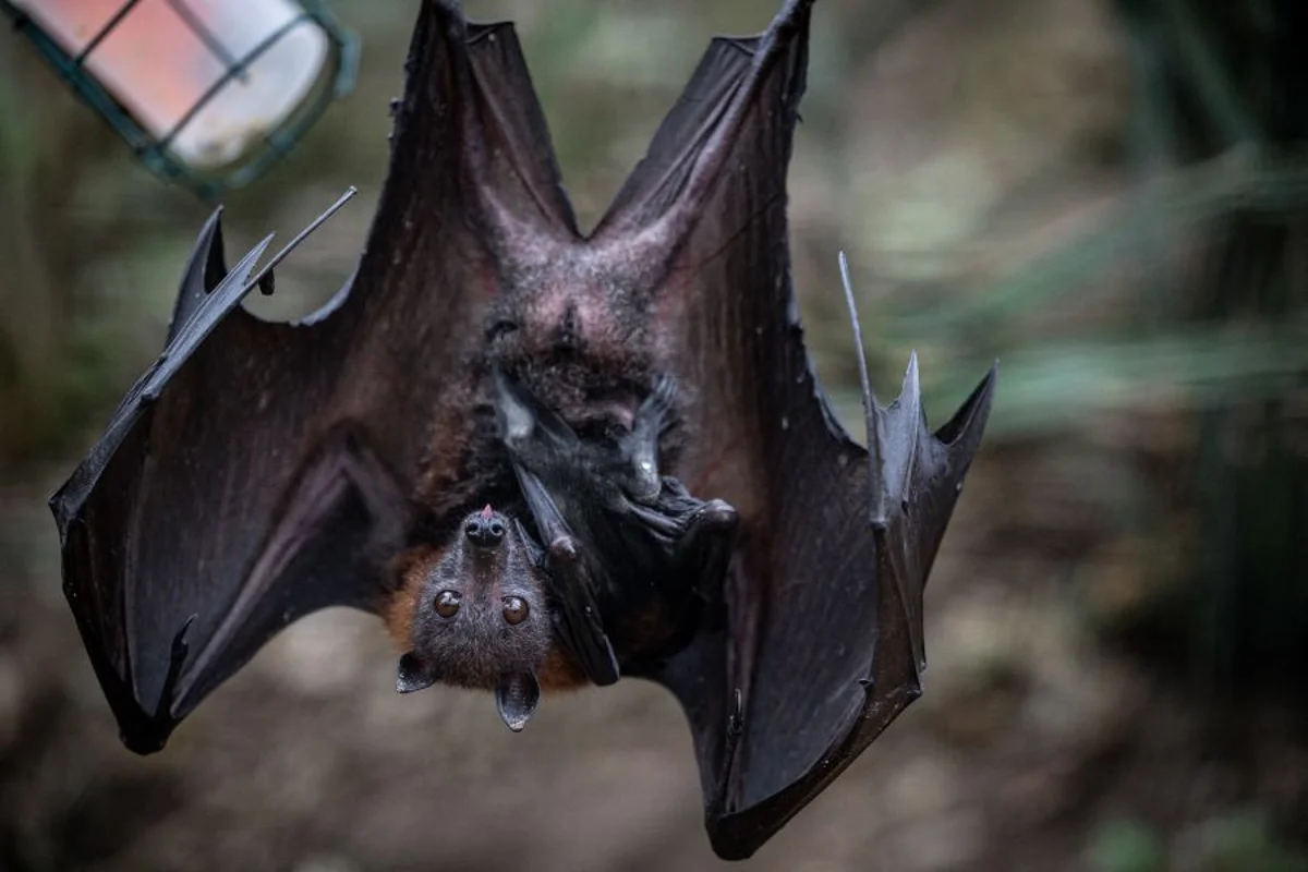 Number of bats carrying rabies is nearing a record high in LA County as officials issue stark warning